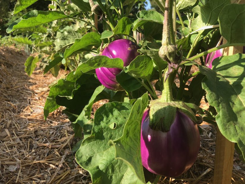 Jardin Marseilleveyre 