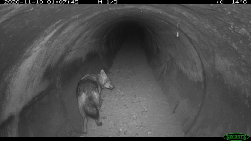 chacal-dore-provence-salon