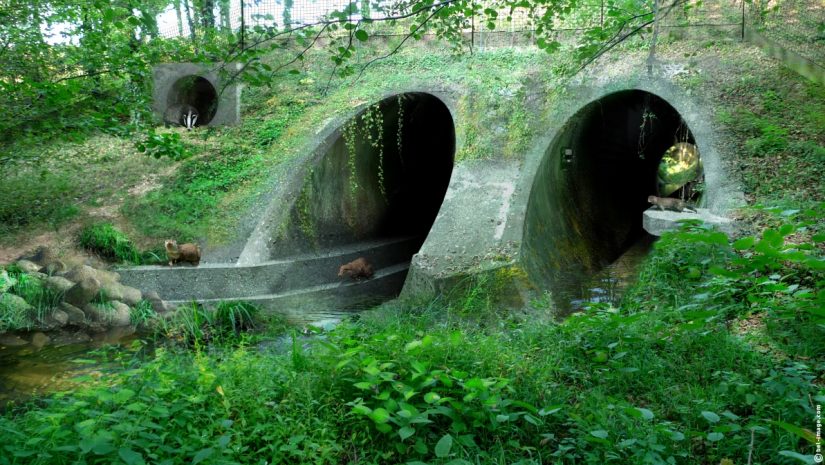 ecoduc-passage-animaux-faune-autoroute