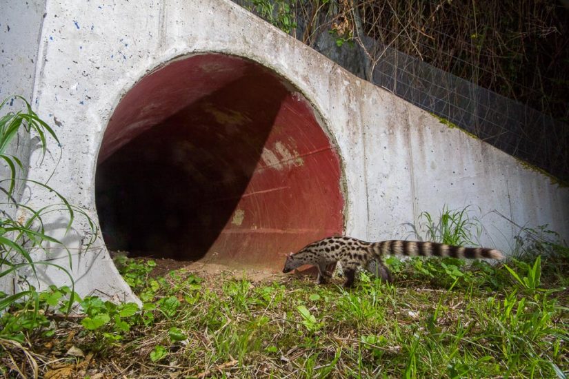 passages-faune-sauvage