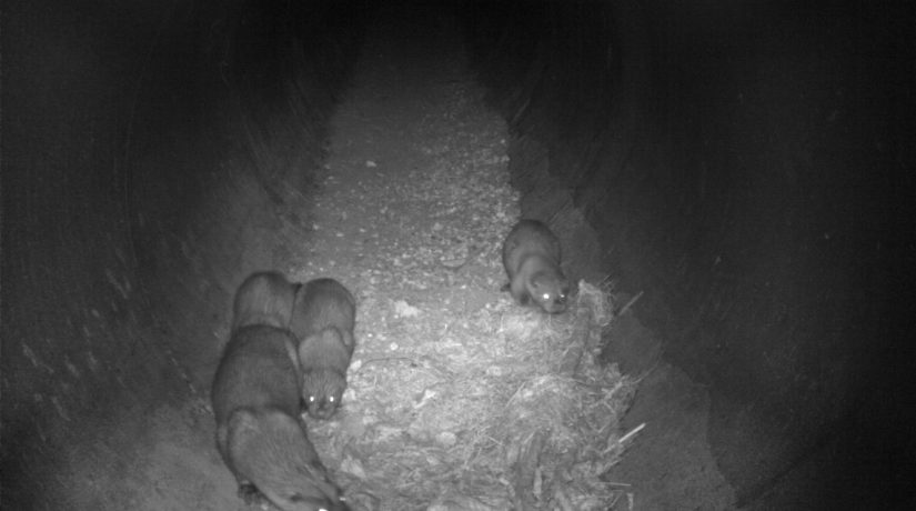 loutre-loutrons-ecoduc-tunnel-autoroute