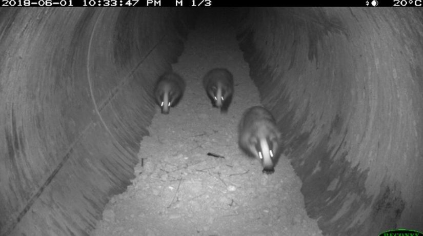blaireau-ecoduc-tunnel-passage-faune