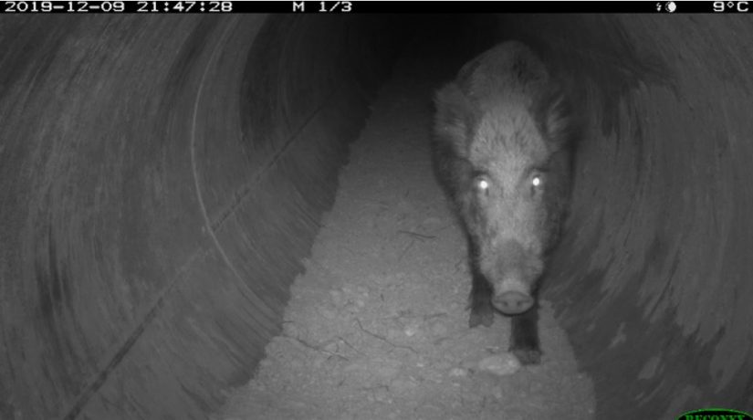 sanglier-ecoduc-passages-faune