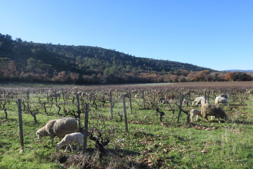 Dessine-moi des moutons… dans les vignes 2