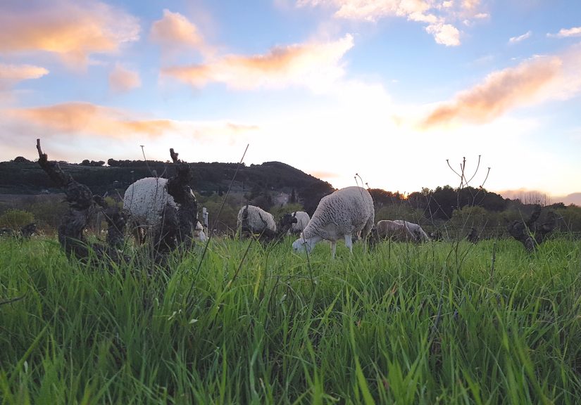 Dessine-moi des moutons… dans les vignes 3