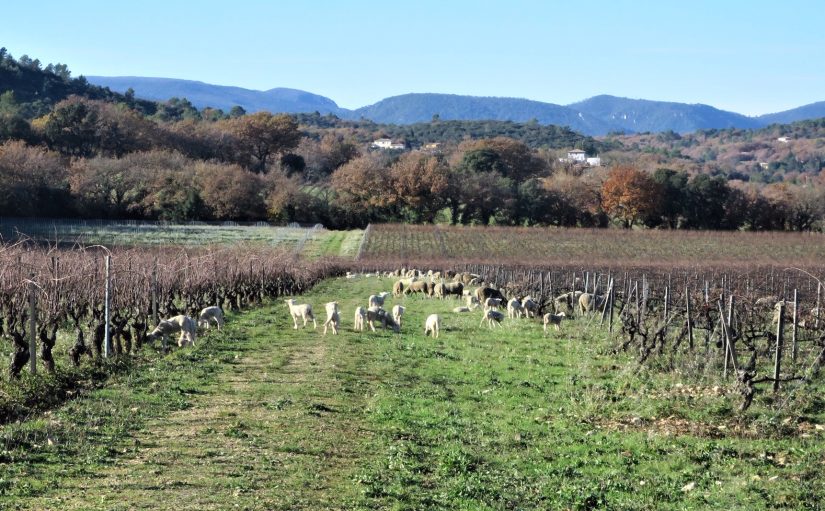 Dessine-moi des moutons… dans les vignes 4