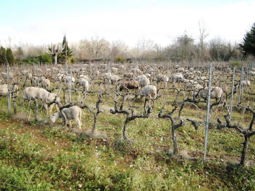 Dessine-moi des moutons… dans les vignes