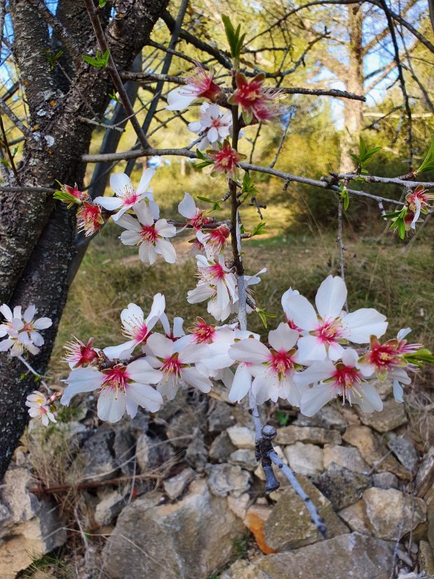 L'amande de Provence à la relance 4