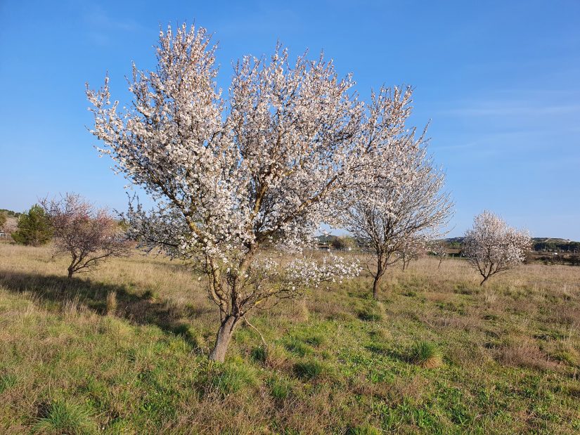 L'amande de Provence à la relance
