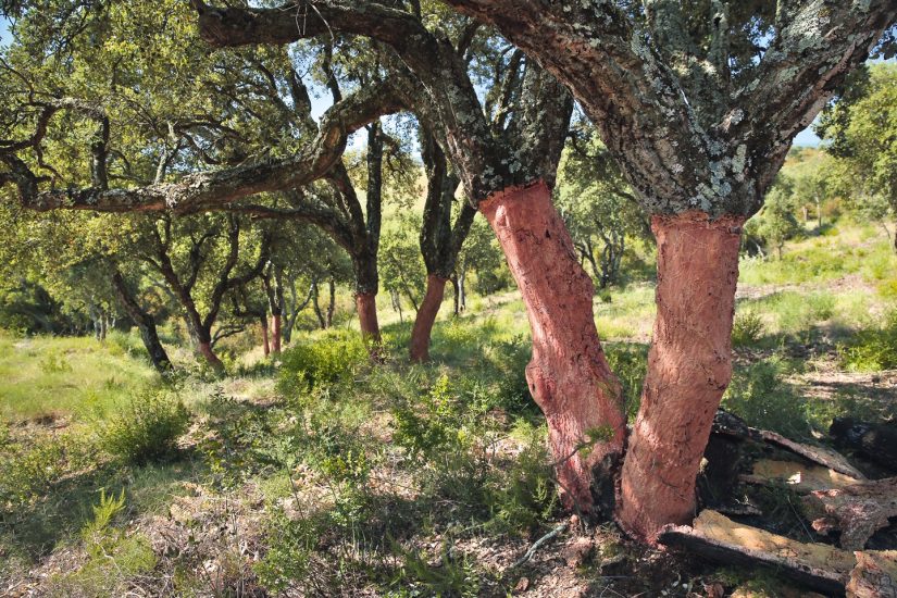 Le liège de Provence reprend de l'épaisseur 1