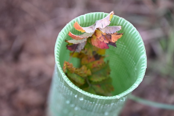 Le liège de Provence reprend de l'épaisseur 3