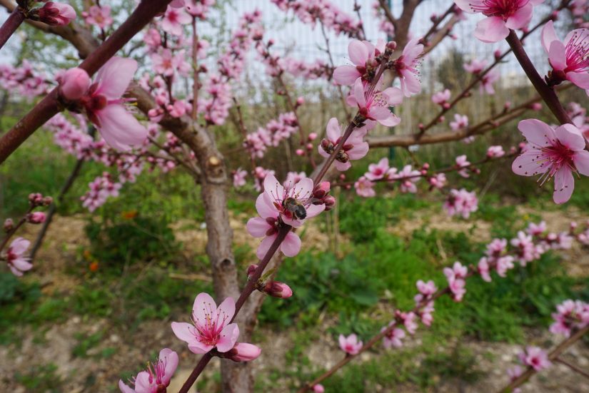 biodiversite-heko-farm-agriculture-urbaine-PACA