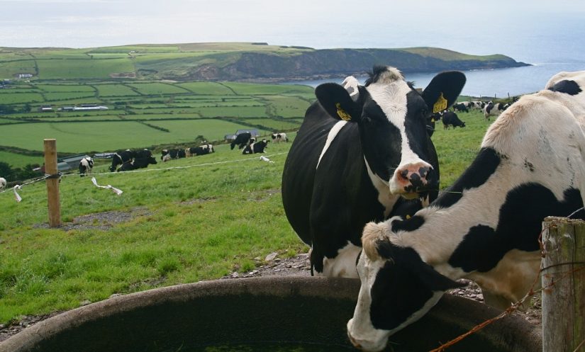 prix-juste-producteur-cowing-out