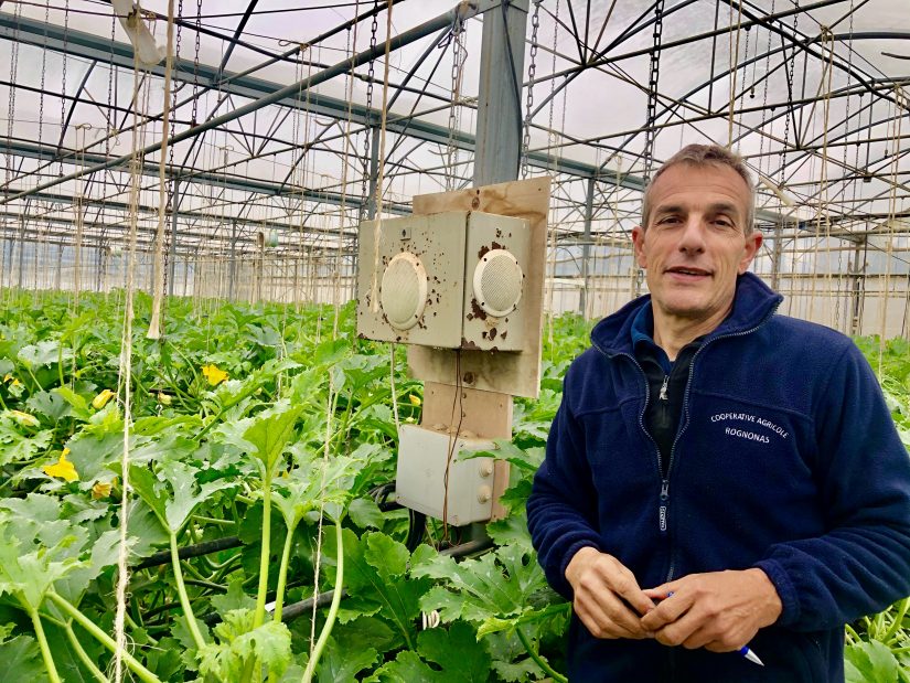agriculteur-proteodie-courgettes-musique