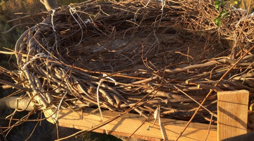 plateforme-cigogne-bois-provence