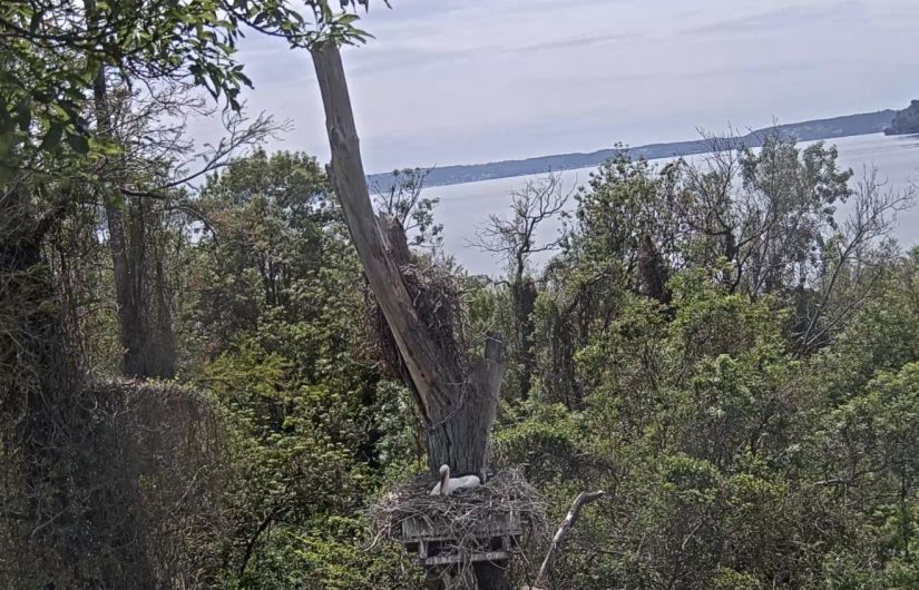 webcam-cigogne-saint-chamas