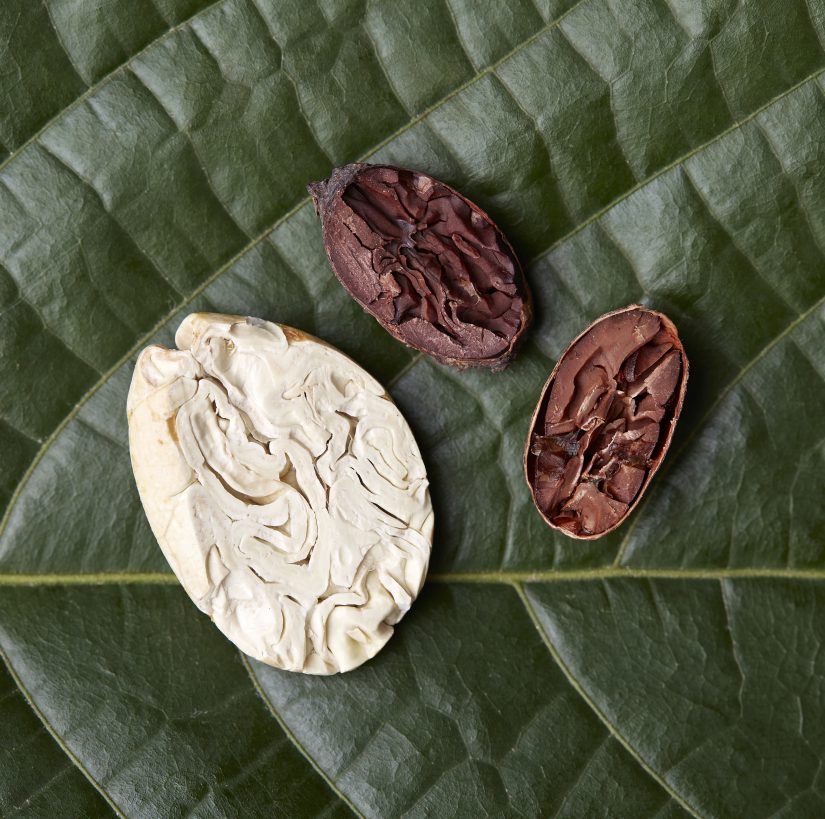 Justine, chasseuse de cacao fin 8