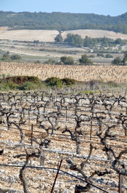 La vigne au défi du dérèglement climatique 2