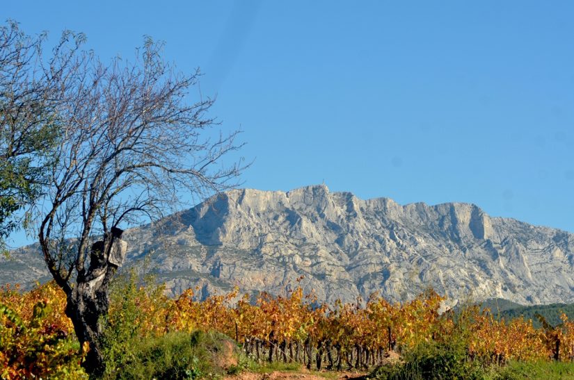 La vigne au défi du dérèglement climatique 3
