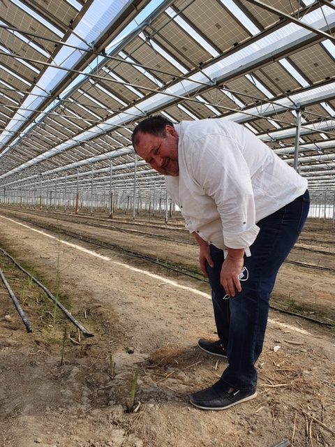 L'agrivoltaïsme fair le bonheur des asperges ! 1