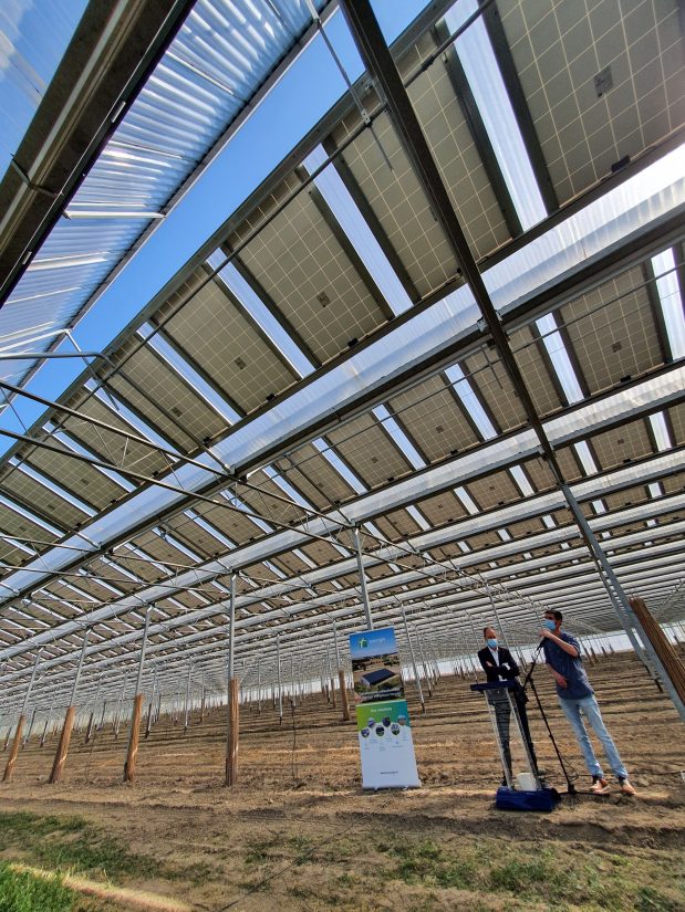 L'agrivoltaïsme fair le bonheur des asperges ! 2