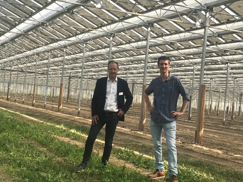 L'agrivoltaïsme fair le bonheur des asperges ! 3