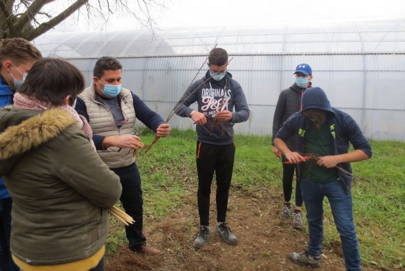 porte-greffe-ouvier-pepinieriste