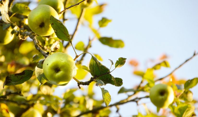 region-pomme-paca-provence-france