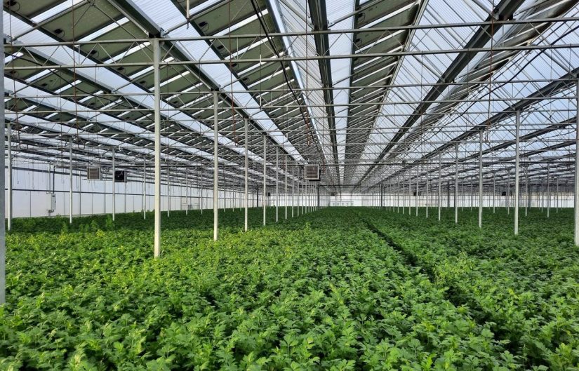 Soleil, asperges et mégawatts