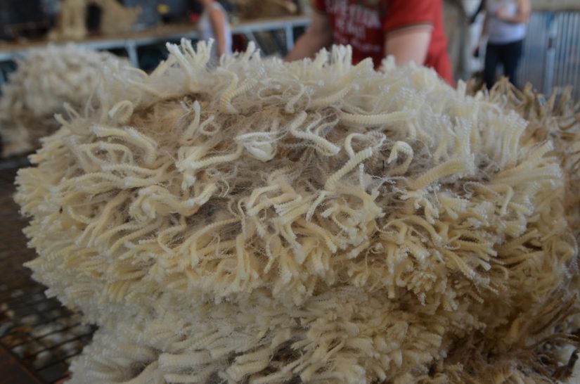 La laine Mérinos d'Arles 