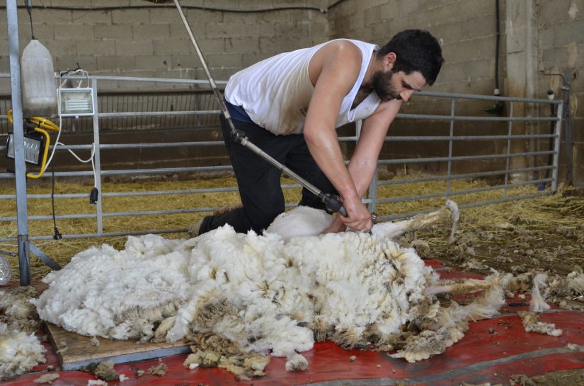 Laine Mérinos d'Arles Maison de la transhumance