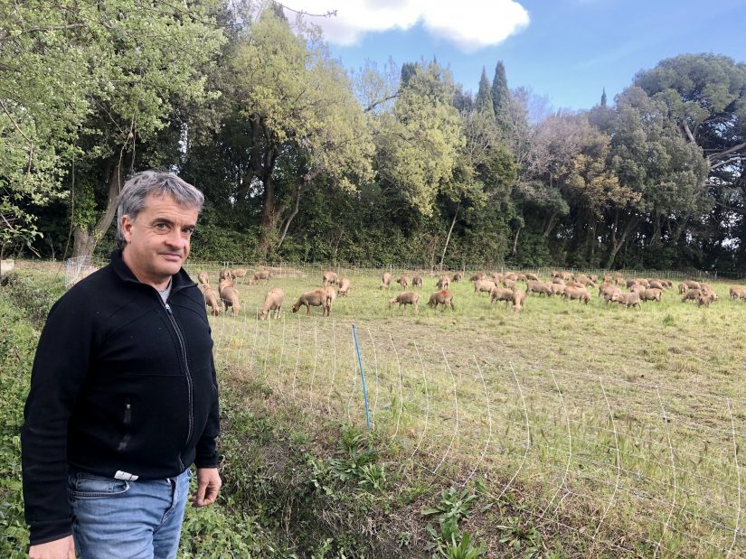 Un second souffle pour la laine la plus fine d’Europe