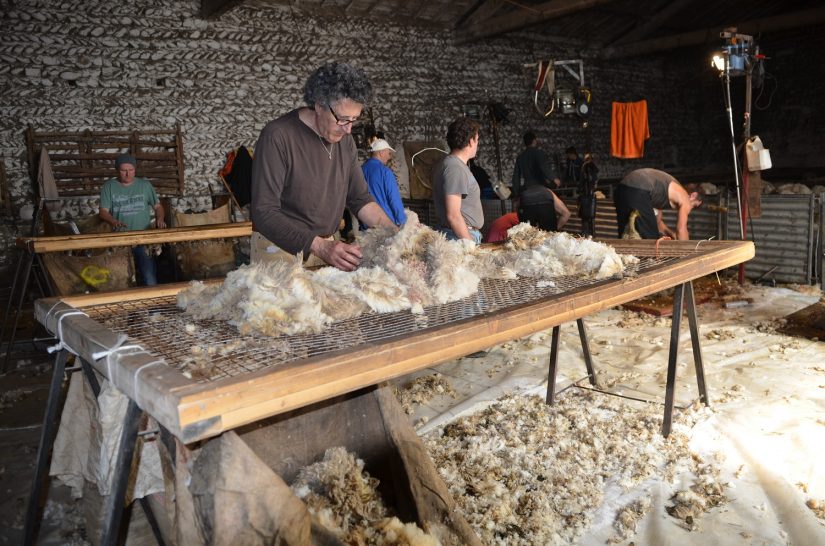 La laine Mérinos d'Arles
