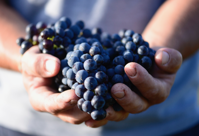 Gabriel & Co, premier acteur viticole en France labellisé Fair for Life