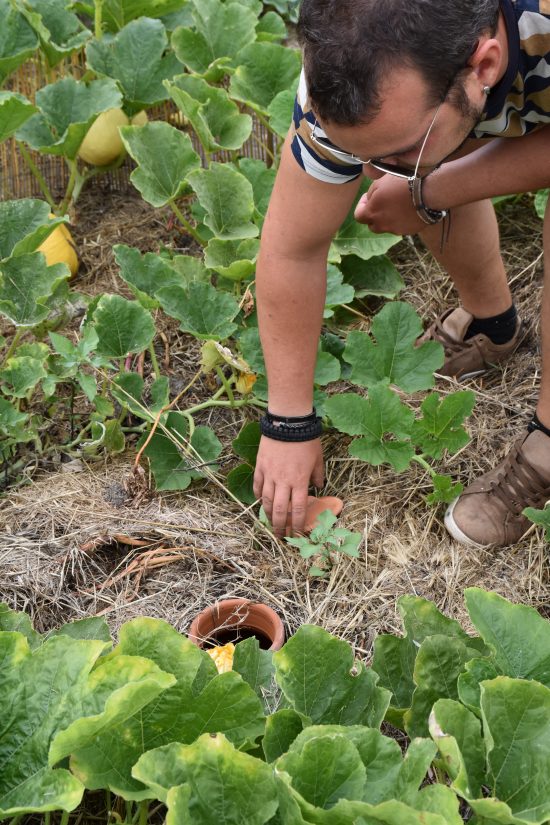 maraîchage Ile d'aix