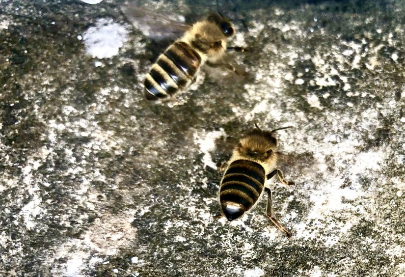 abeille noire essaim de passage