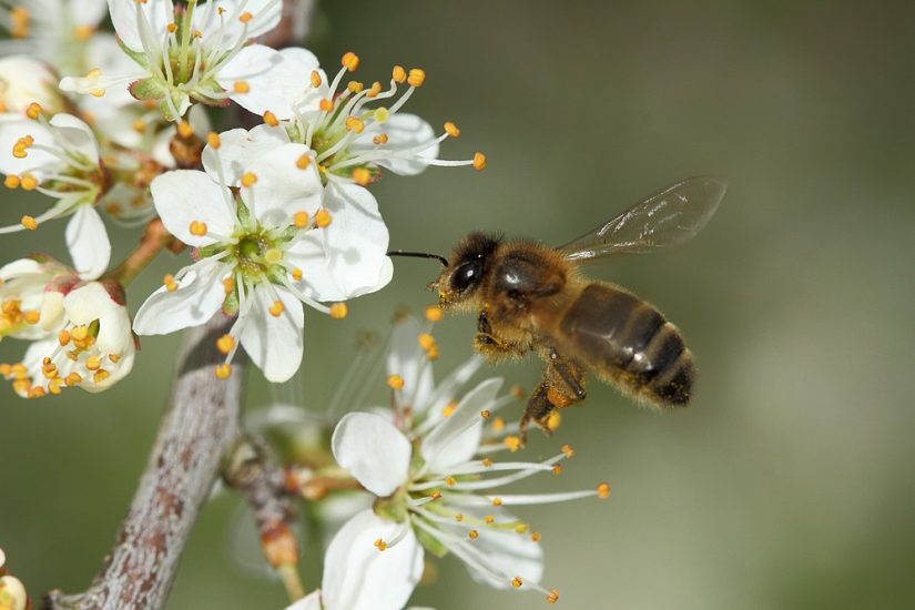 Apis melliferra melliferra