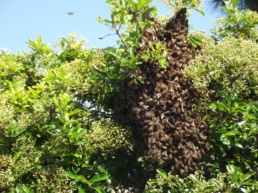 À la rescousse de l’abeille française 3