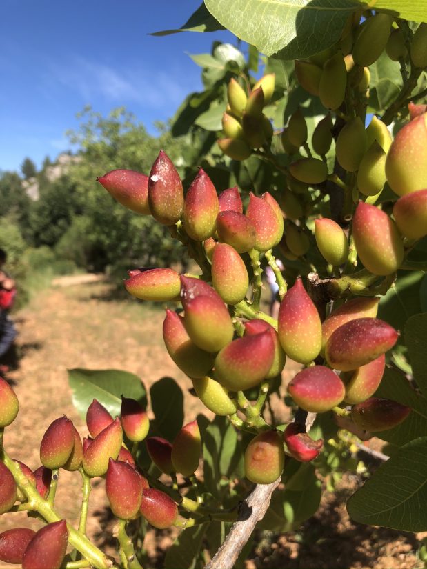 pistachiers en provence