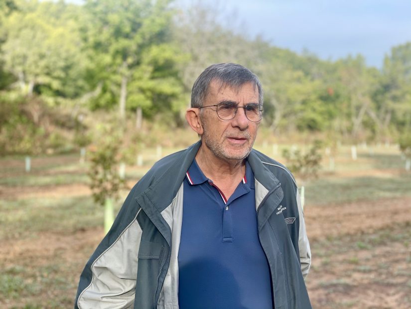 Pistachier en Provence