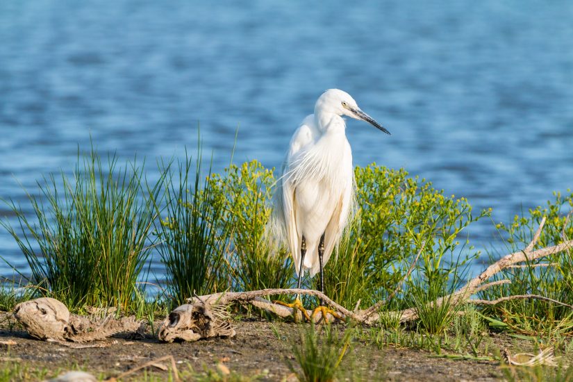 aigrette-camargue-nature