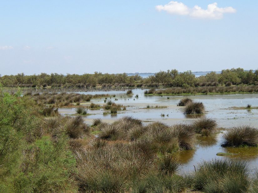 sansouire-biodiversite-changements-climatiques-climat