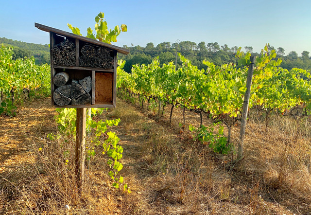 Duvivier, un modèle de viticulture durable 2