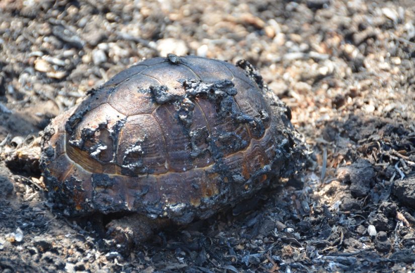 tortue-hermann-incendie-var-maures