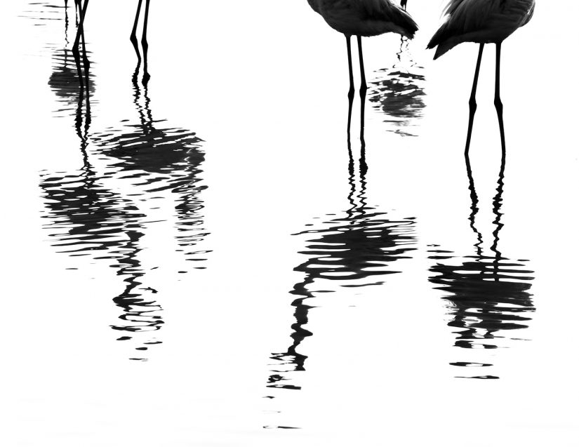 Le flamant rose, la nature et nous 1