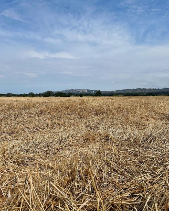 champ-henri-pazzis-provence