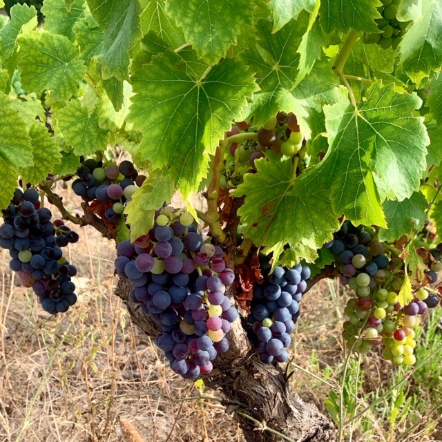 Julien Castell rêve d’un agroécosystème global 3