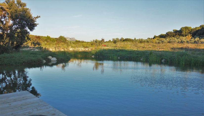 olivier-alpilles-culture