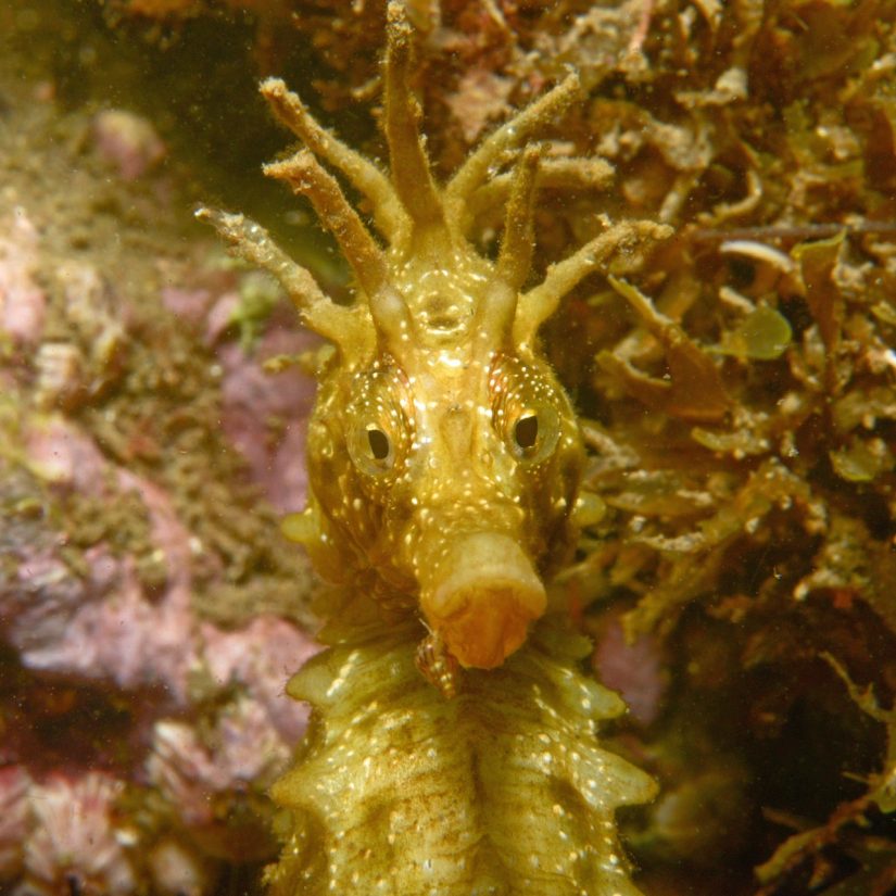 Le bassin de Thau, éden menacé des hippocampes (et des sciences participatives) 2
