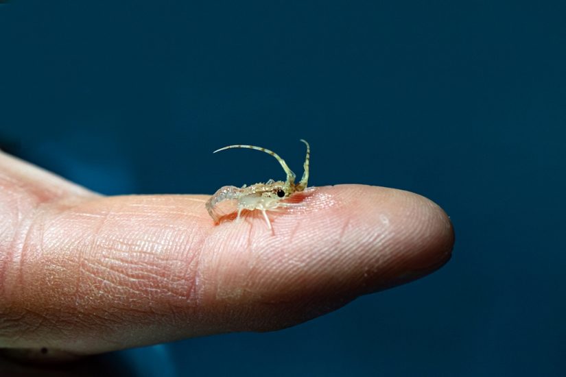 protection-langouste-maitrise-reproduction